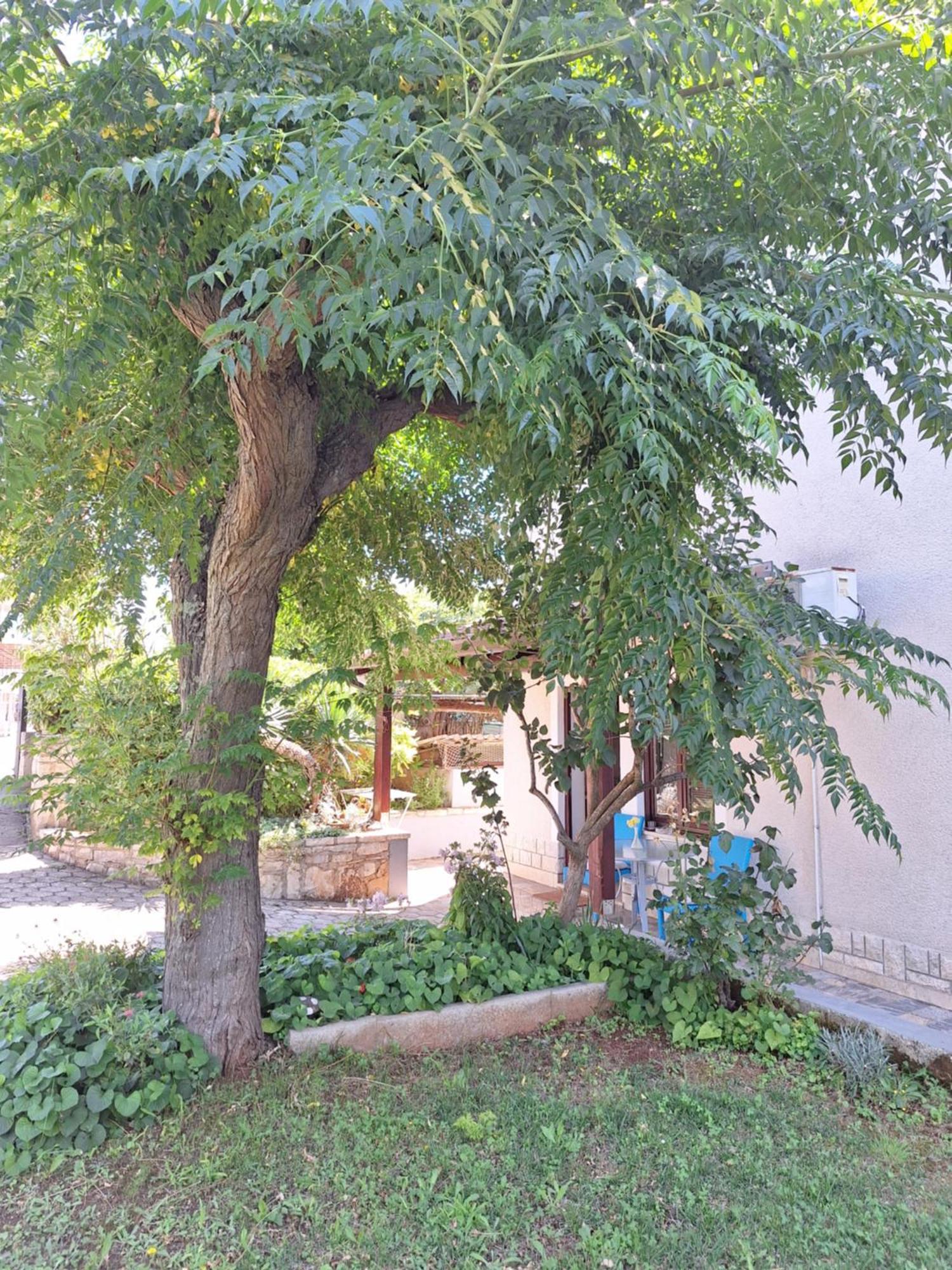 Apartments Reinic Novigrad Istria エクステリア 写真